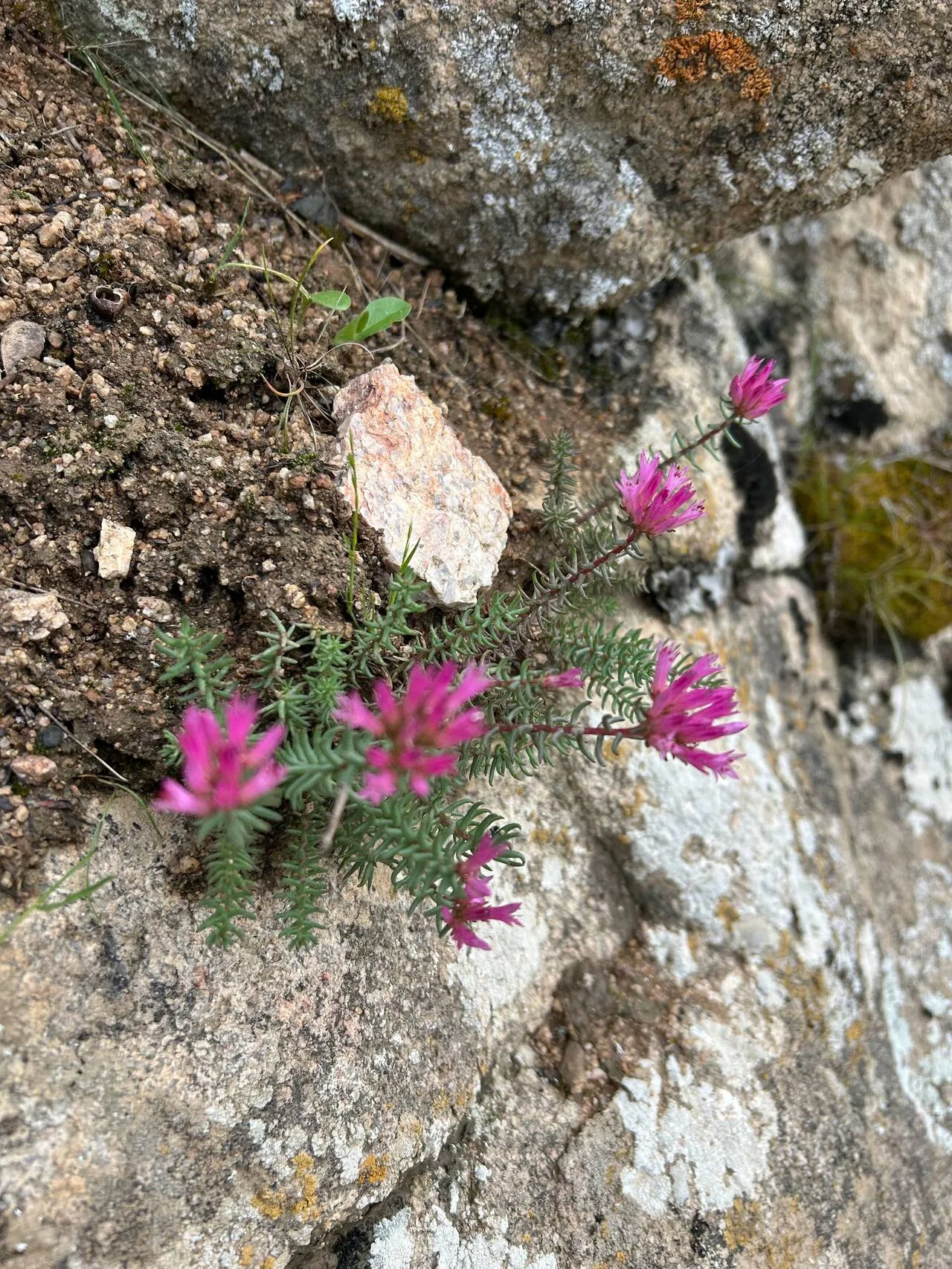 Samarkand: Nature Hike in the Ohalik Mountains with a Local Guide 5